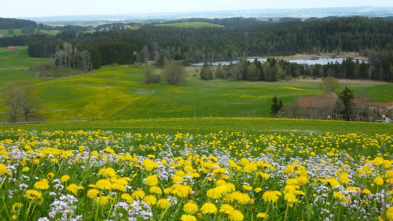 Notzenweiher Frühling Notzenweiher Frühling